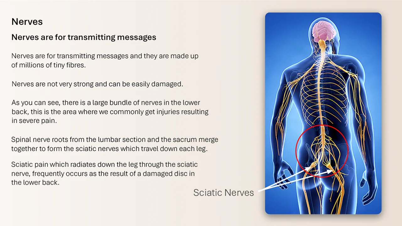 An anatomical illustration highlighting the human nervous system and sciatic nerves along with explanatory health and safety text.